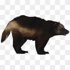 Clip Athamus Zt Download Library - American Black Bear, HD Png Download - grizzly bear png