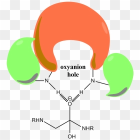 Oxyanion Hole, HD Png Download - hole png