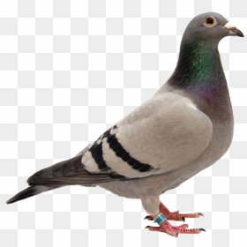 Pigeon, HD Png Download - pigeon png