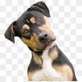 Dog Looking Png Photos, Transparent Png - dogs png