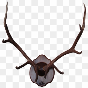 Reindeer Elk Antler Moose - Deer, HD Png Download - antlers png