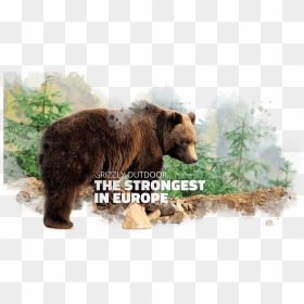 Powerful By Nature - Grizzly Bear, HD Png Download - grizzly bear png
