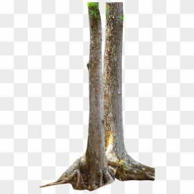 Branch Tree Trunk Png Clipart - Long Tree Trunks Png, Transparent Png - tree trunk png