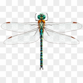Dragonfly Png Clip Art, Transparent Png - dragonfly png