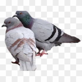 Pigeon Png Transparent Images - Pigeons Png, Png Download - pigeon png