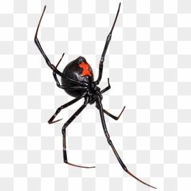 Black Widow , Png Download - Black Widow Spider Transparent, Png Download - black widow png