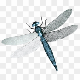 Dragonfly Png - Transparent Background Dragonfly Transparent, Png Download - dragonfly png