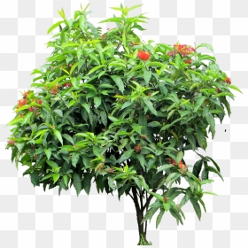 Transparent Tropical Plant Png - Ixora Coccinea Png, Png Download - shrubs png