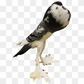 Picture - Pouter Pigeon Png, Transparent Png - pigeon png