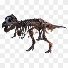 Tyrannosaurus Rex Png Free Download - Natural History Museum Png, Transparent Png - t rex png
