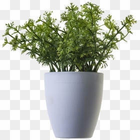 Plant Png Image - Plant In Pot Png, Transparent Png - crown of thorns png