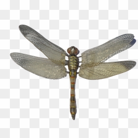 Colorful Vector Dragonfly - Dragonfly Png Hd, Transparent Png - dragonfly png