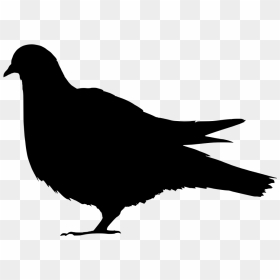Domestic Pigeon Columbidae Silhouette Clip Art - Transparent Background Pigeon Silhouette Png, Png Download - pigeon png