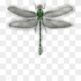 Net-winged Insects, HD Png Download - dragonfly png