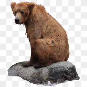 Bear Png - Grizzly Bear Png, Transparent Png - grizzly bear png