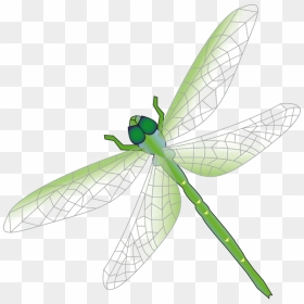 Dragonfly Png Free Download - Daytona International Speedway ...