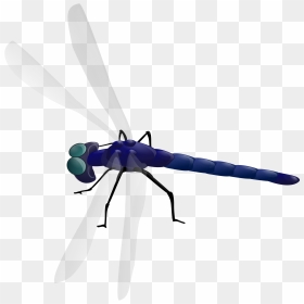 Dragonfly Clip Arts - Dragonfly Clipart Gif, HD Png Download - dragonfly png