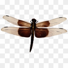 Dragonfly Png Image - Dragonfly Transparent Background, Png Download - dragonfly png