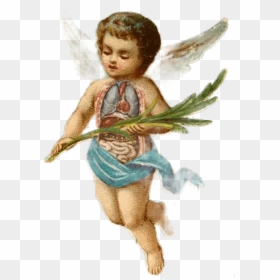 Baby Boy Angels , Png Download - Cherub Transparent, Png Download - angels png