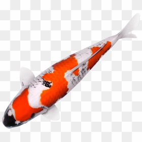Twenty Five Years In The Business Means Access To A - Koi Fish No Background, HD Png Download - koi fish png