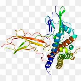 Protein Gh2 Pdb 1a22 - Growth Hormone Protein Structure, HD Png Download - growth png