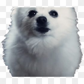 Doge Meme White Background - Gabe The Dog Png, Transparent Png - gabe the dog png