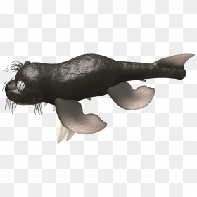 California Sea Lion, HD Png Download - otter png