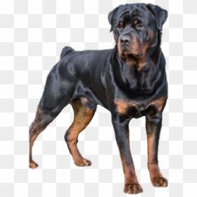 Types Of Dogs , Png Download - Imágenes De Perros Rottweiler, Transparent Png - dogs png