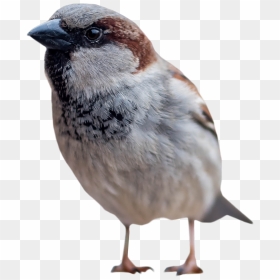 Standing Png Image Purepng - Free Sparrow Transparent Image Png, Png Download - pigeon png
