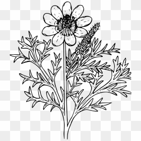 Wild Flowers Out Line, HD Png Download - flower outline png
