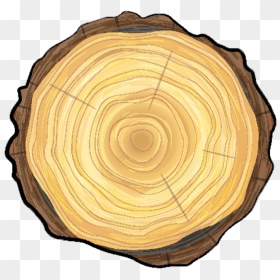 Tree Wellness Alpharetta, Ga - Tree Trunk Top Png, Transparent Png - tree trunk png