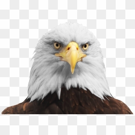 Thumb Image - Bald Eagle Head Png, Transparent Png - eagle head png
