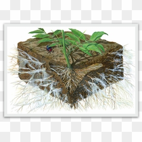 The Term Mycorrhiza Refers To The Role Of The Fungi - Effects Of Soil Acidification, HD Png Download - crown of thorns png