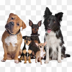 Dog Type Png, Transparent Png - dogs png