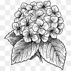 Hydrangea Clipart, HD Png Download - flower outline png