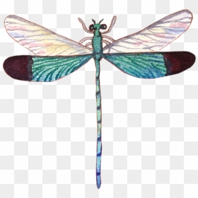 Watercolor Painting, HD Png Download - dragonfly png
