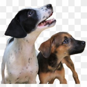 Transparent Mean Dog Png - Companion Dog, Png Download - dogs png