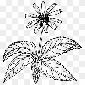 Outline Drawing Of A Wild Flower With Root Free Image - Outline Pictures Of Flower Plant Root, HD Png Download - flower outline png