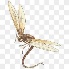 Dragonfly Download Png Image - Dragonfly, Transparent Png - dragonfly png