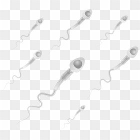 Chain, HD Png Download - sperm png