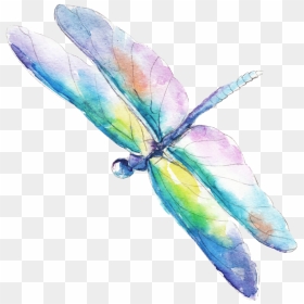 Water Color Dragonflies Vector - Royalty Free Watercolor Dragonfly, HD Png Download - dragonfly png
