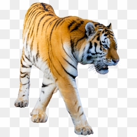Tiger Prowling Transparent Background Image Png Format, Png Download - png format images for background