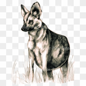 African Wild Dog, HD Png Download - dogs png