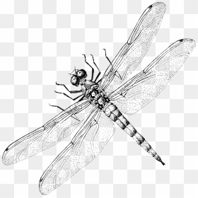 Dragonfly Website Design - Net-winged Insects, HD Png Download - dragonfly png