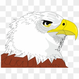 Bald Eagle Face Clipart - Bald Eagle, HD Png Download - eagle head png