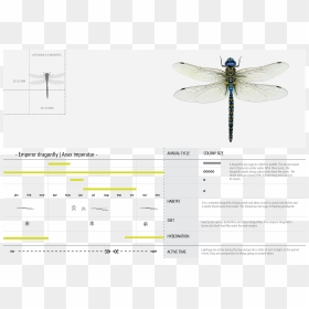 Products Hyperbody 05 Dragonfly - Net-winged Insects, HD Png Download - dragonfly png