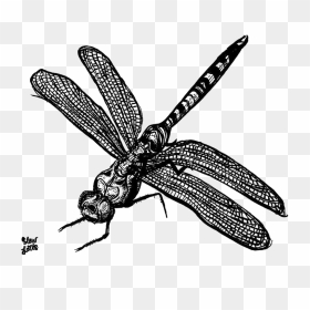 Dragonfly Free Png Image - Dragonfly, Transparent Png - dragonfly png