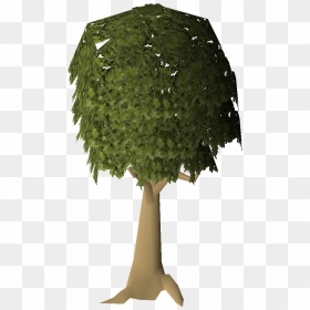 Mahogany Tree, HD Png Download - tree trunk png