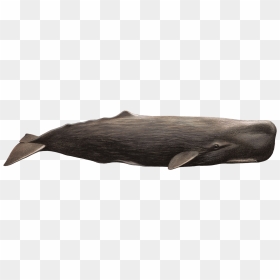 Whale Png - Capodoglio, Transparent Png - sperm png