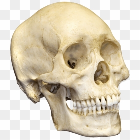 Skull Png Image - Well Labelled Diagram Of A Mammalian Skeleton, Transparent Png - transparent skull png